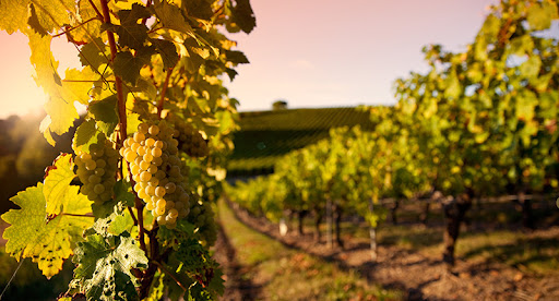 Principaux vins de Bourgogne